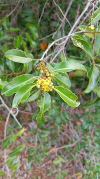 Salacia madagascariensis (Lam.) DC.的圖片