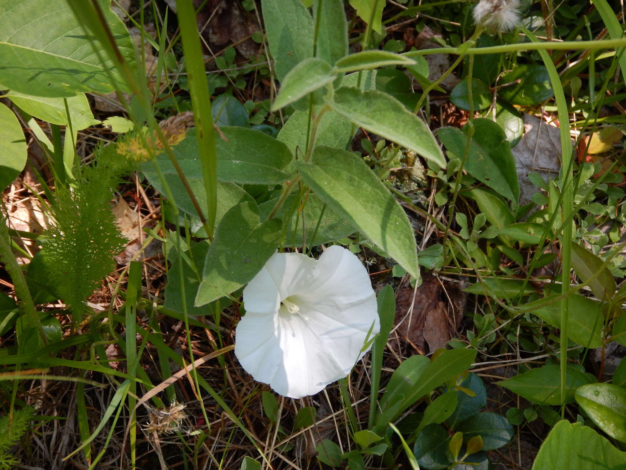 Image of low false bindweed