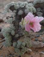 Image of Monsonia multifida E. Mey.