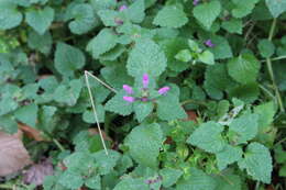 Image of purple archangel