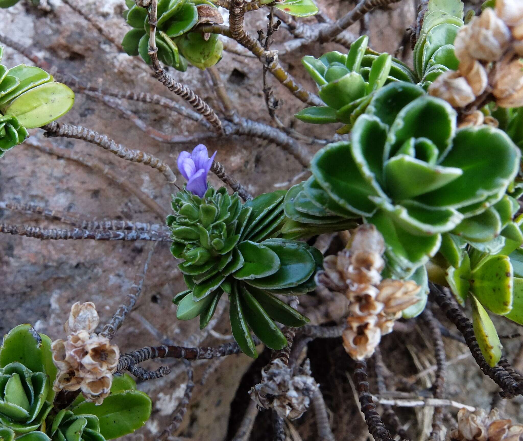 Image of Veronica benthamii Hook. fil.