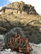 Image of Echeveria walpoleana Rose