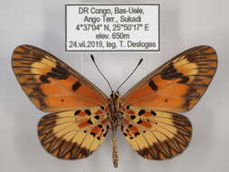 Image de Acraea acerata Hewitson 1874