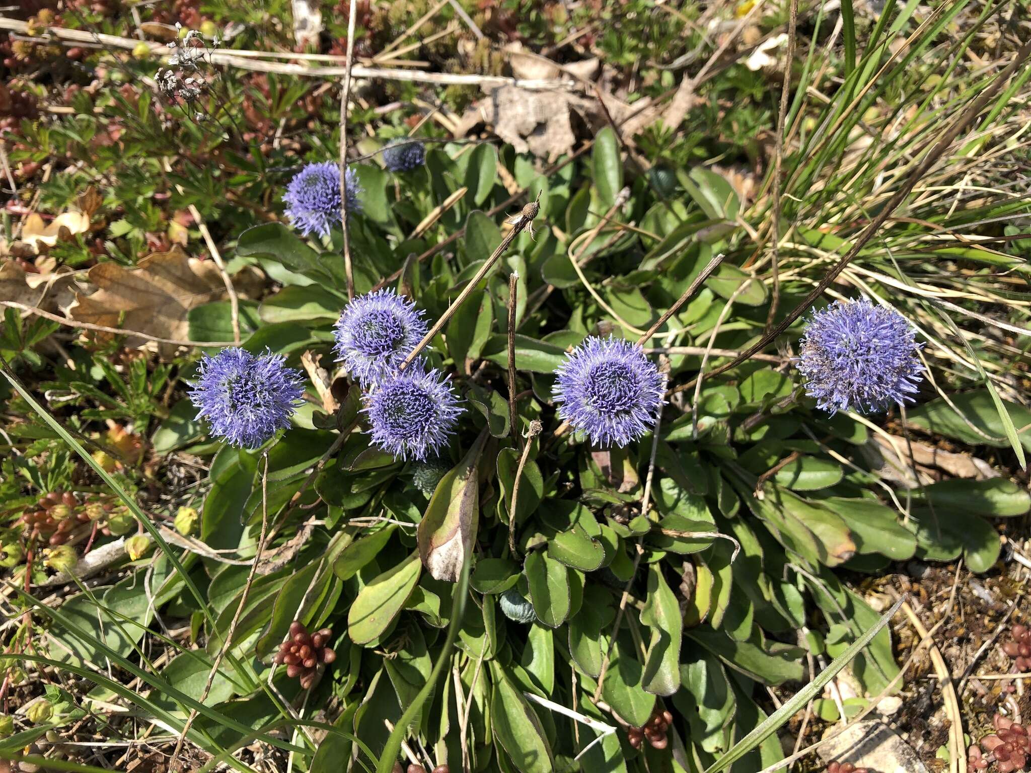 Image of Globularia bisnagarica L.