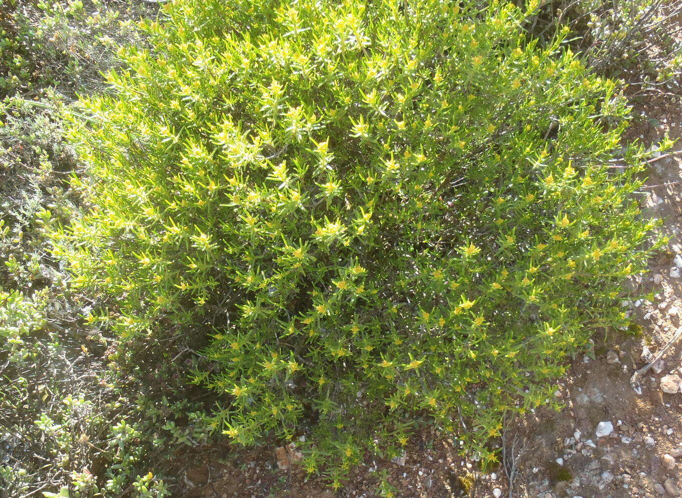 Image of Pteronia paniculata Thunb.