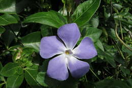 Image of Greater Periwinkle