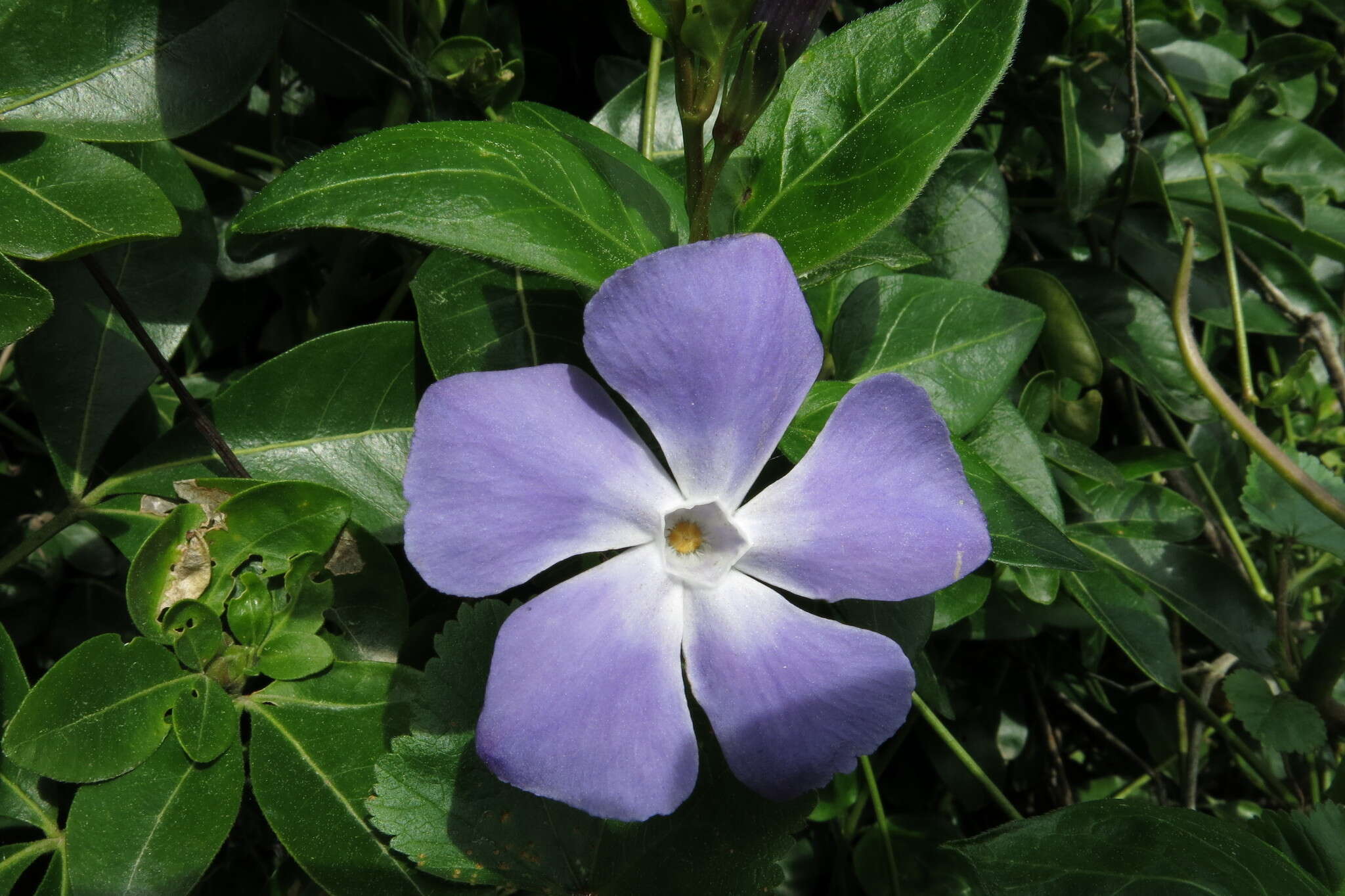 Image of Greater Periwinkle