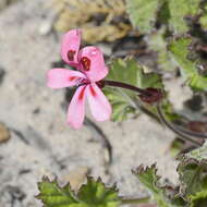 Image of Pelargonium alpinum Eckl. & Zeyh.