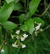 Image of Citharexylum ilicifolium Kunth