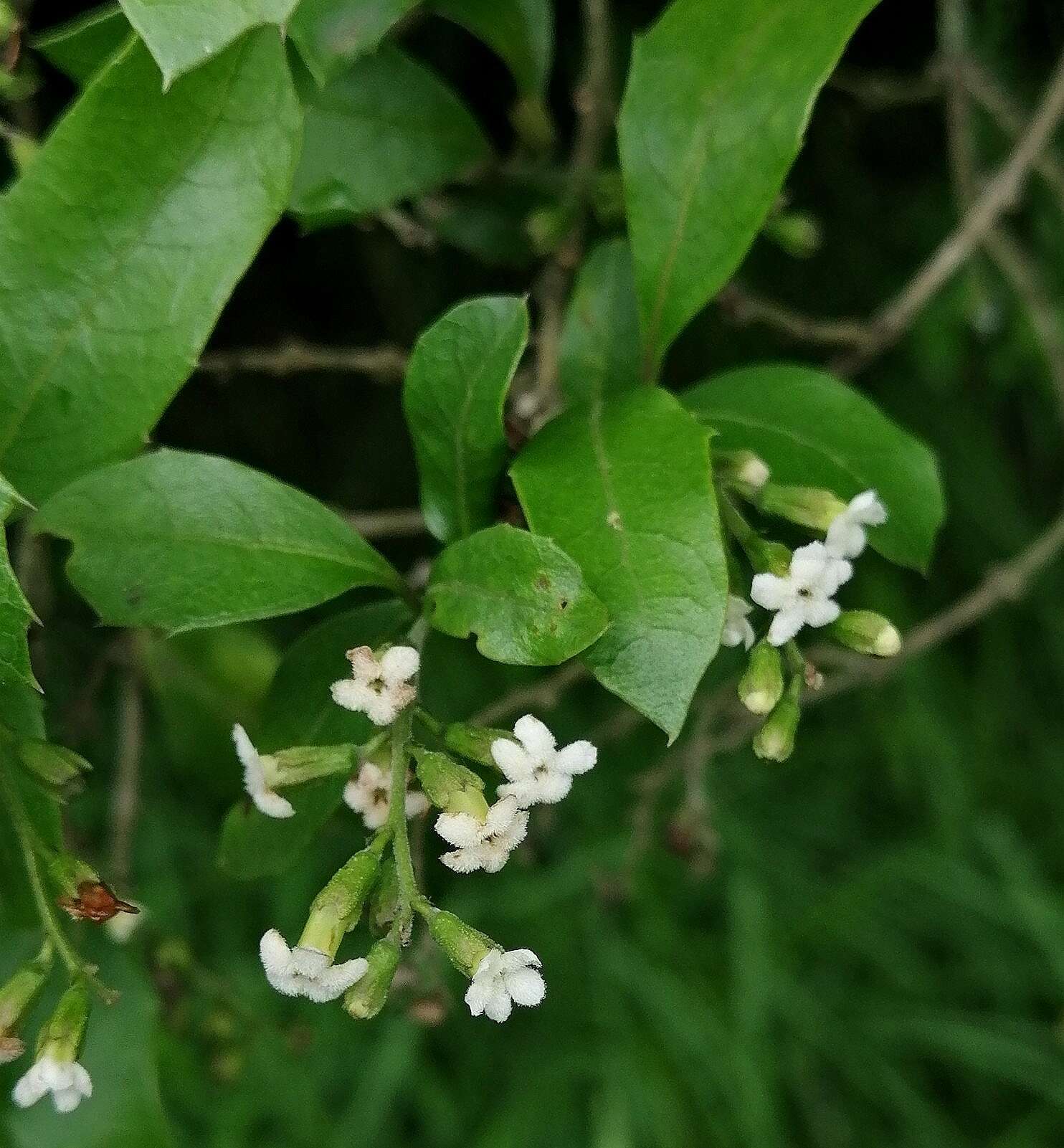 Image of Citharexylum ilicifolium Kunth