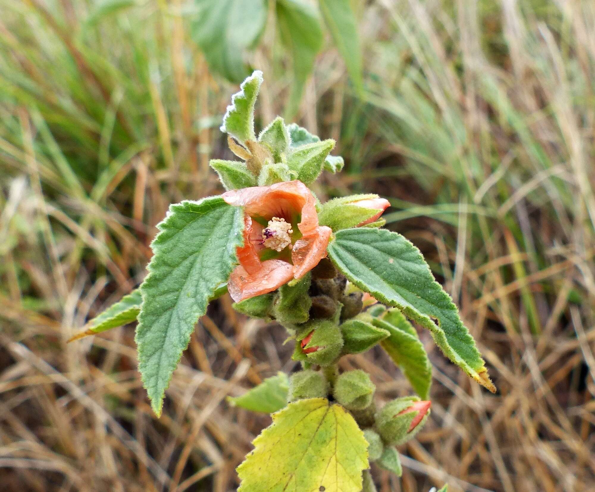 Image of Buddleja tubiflora Benth.