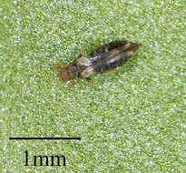 Image of Sugarbeet Thrips