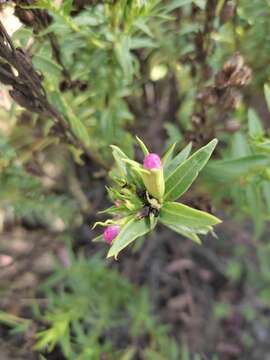 صورة Agalinis lanceolata (Ruiz & Pav.) W. G. D' Arcy