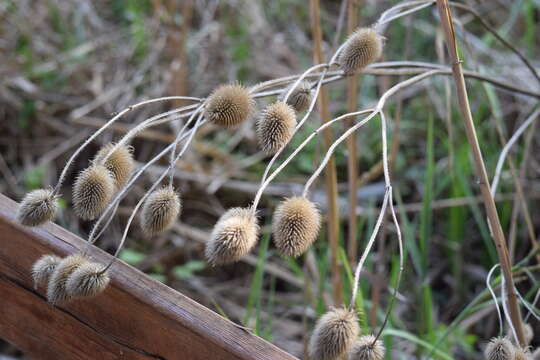 Image of Dipsacus gmelinii Bieb.