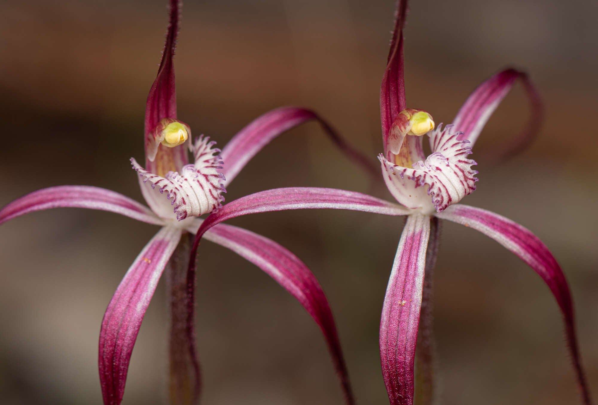 Caladenia exilis subsp. vanleeuwenii Hopper & A. P. Br.的圖片