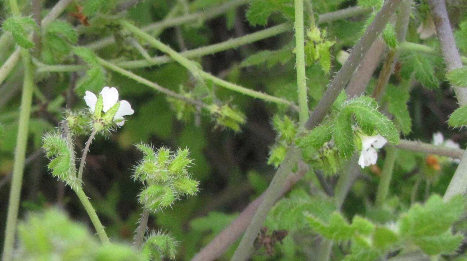 Image of racemed fiestaflower