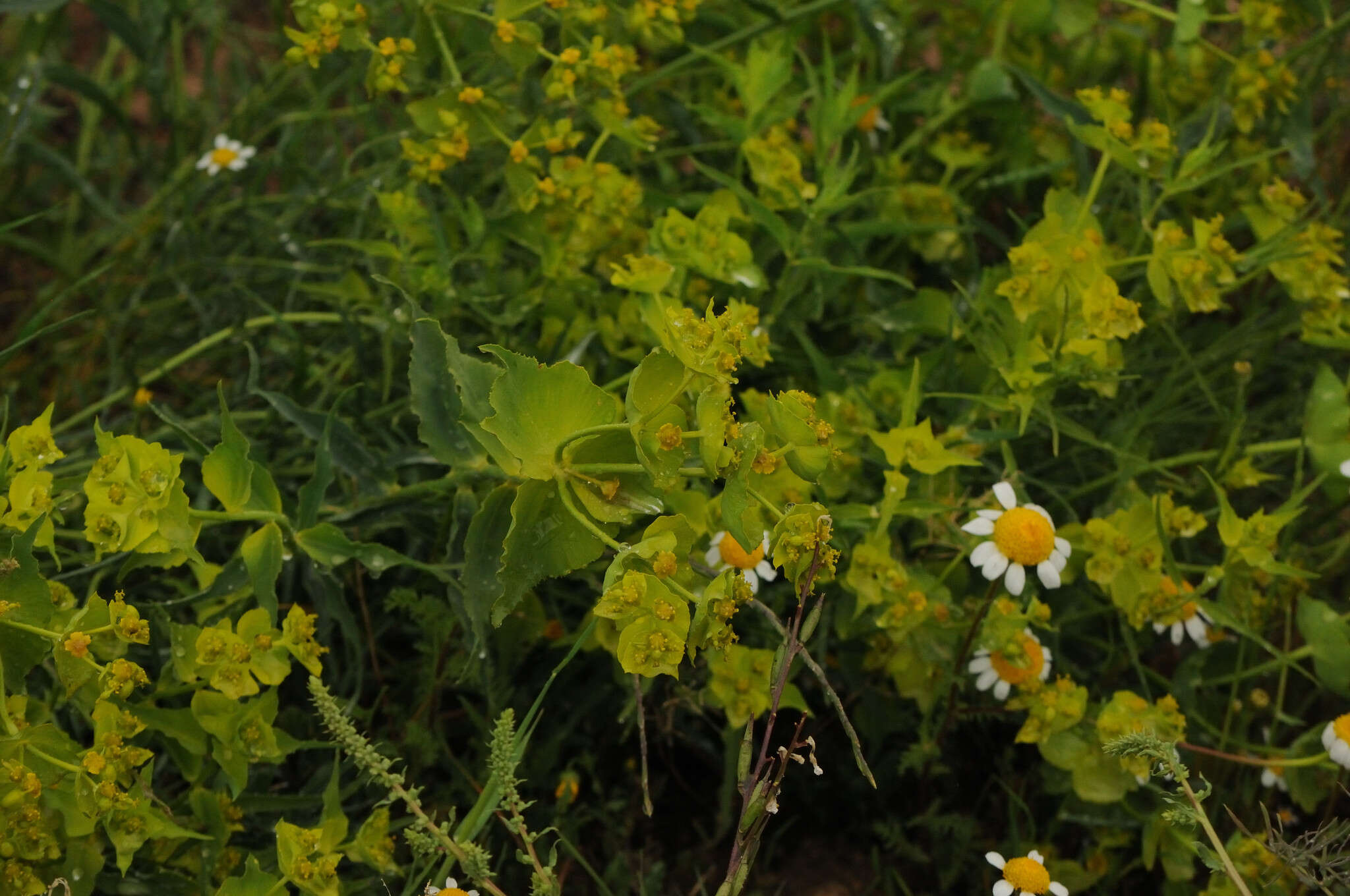 Image of serrate spurge