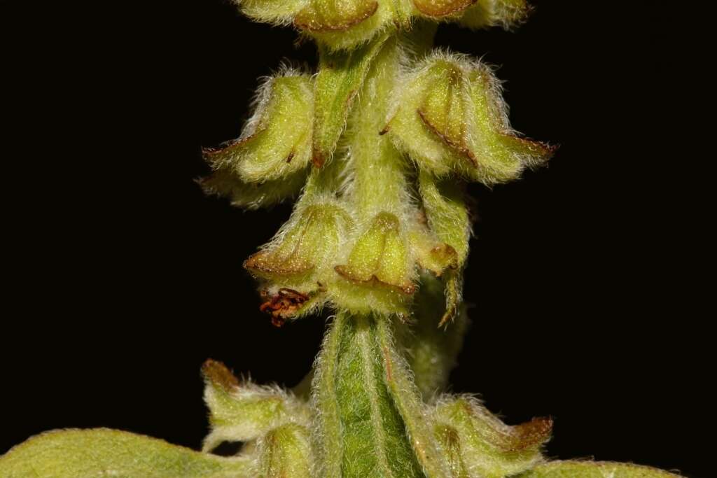 Image of Ocimum gratissimum subsp. gratissimum