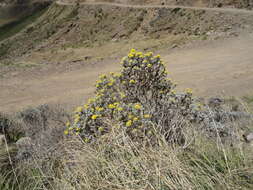 Image de Helichrysum trilineatum DC.