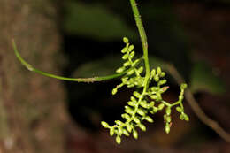 Image of Large-seeded lawyer's vine