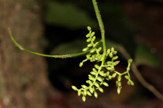 Слика од Calamus muelleri H. Wendl.