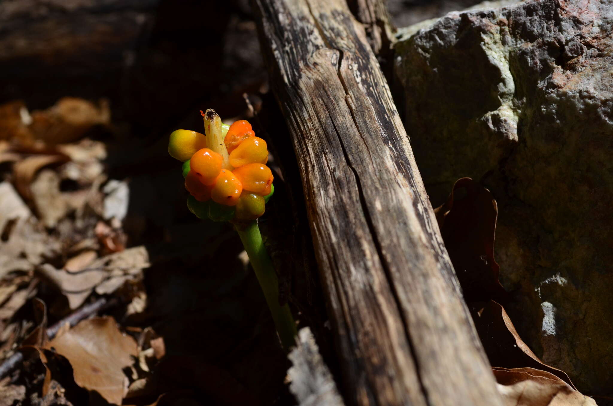 Arum elongatum Steven的圖片