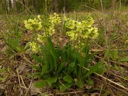 Image of Primula elatior subsp. pallasii (Lehm.) W. W. Sm. & Forrest