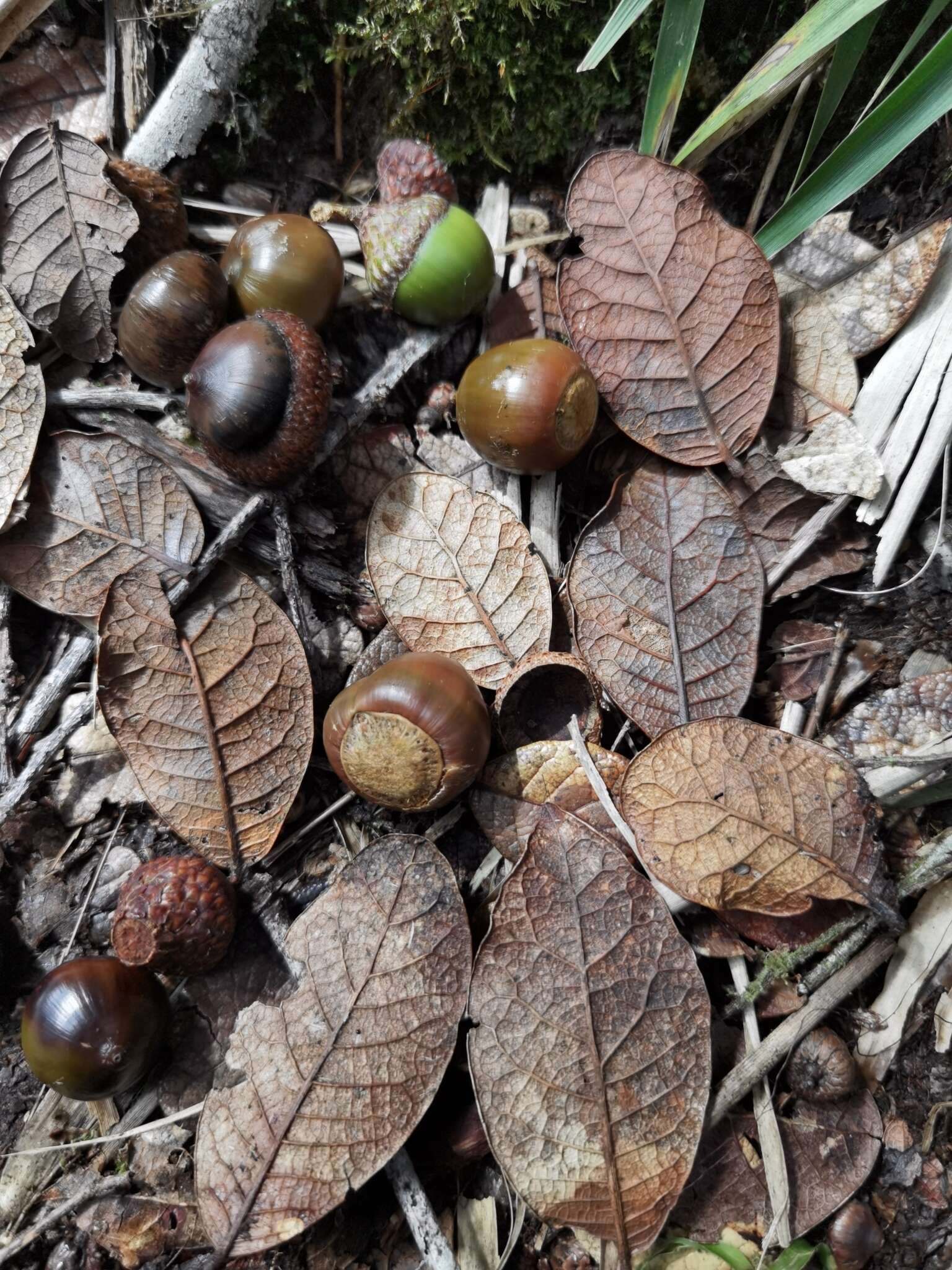 Image of Quercus costaricensis Liebm.