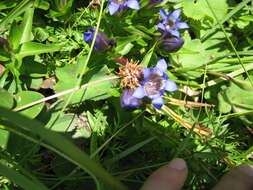 Image of crested gentian