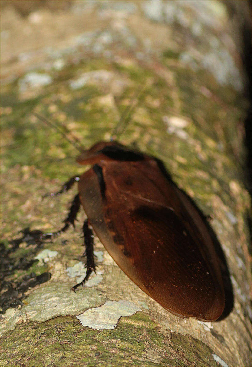 صورة Blaberus giganteus (Linnaeus 1758)