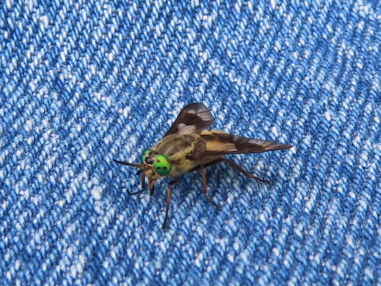 Image of Horse-fly