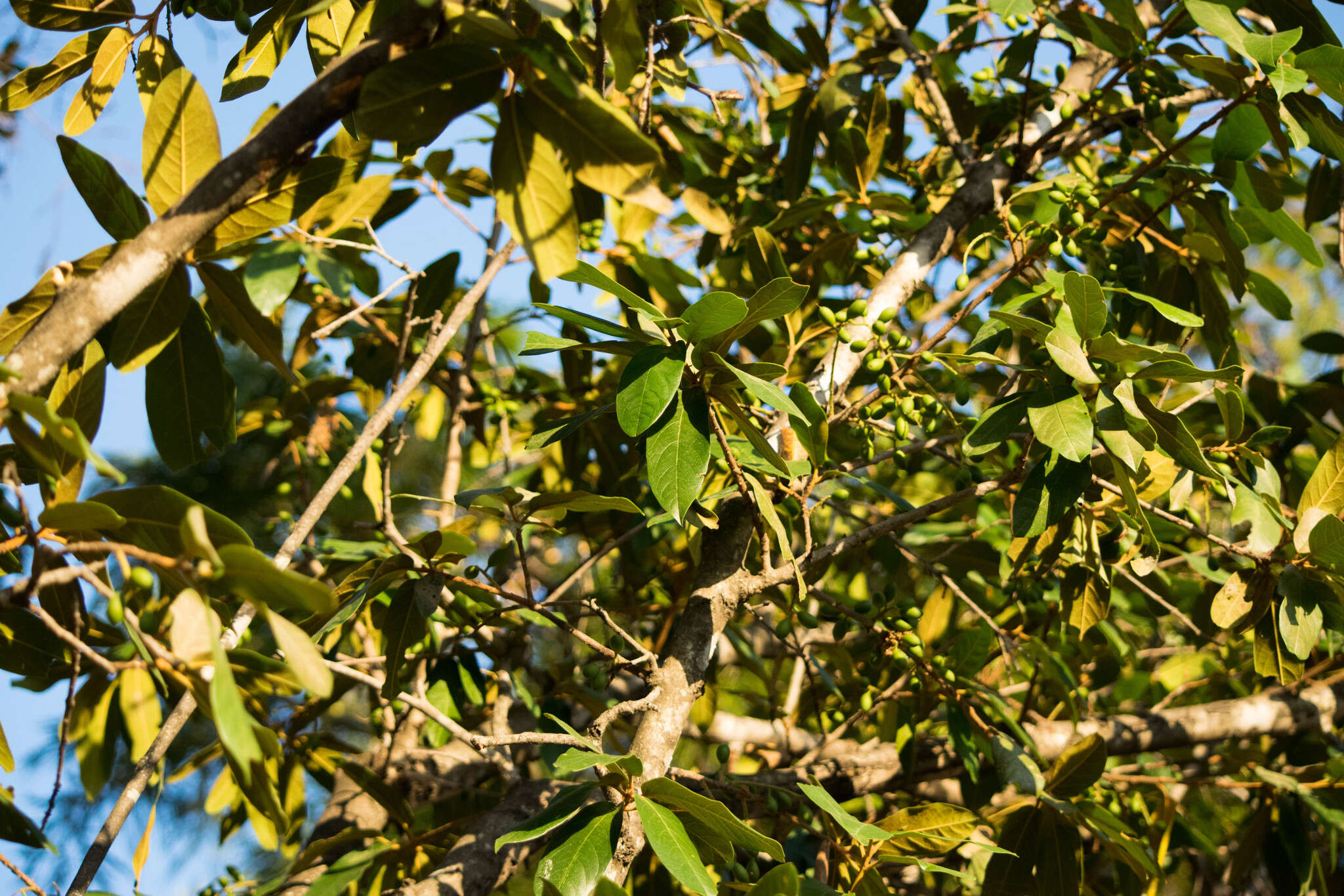 Plancia ëd Prunus zingii Standl.