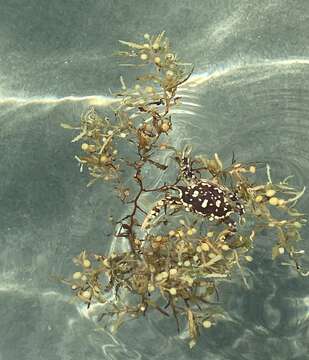 Image of sargassum crab