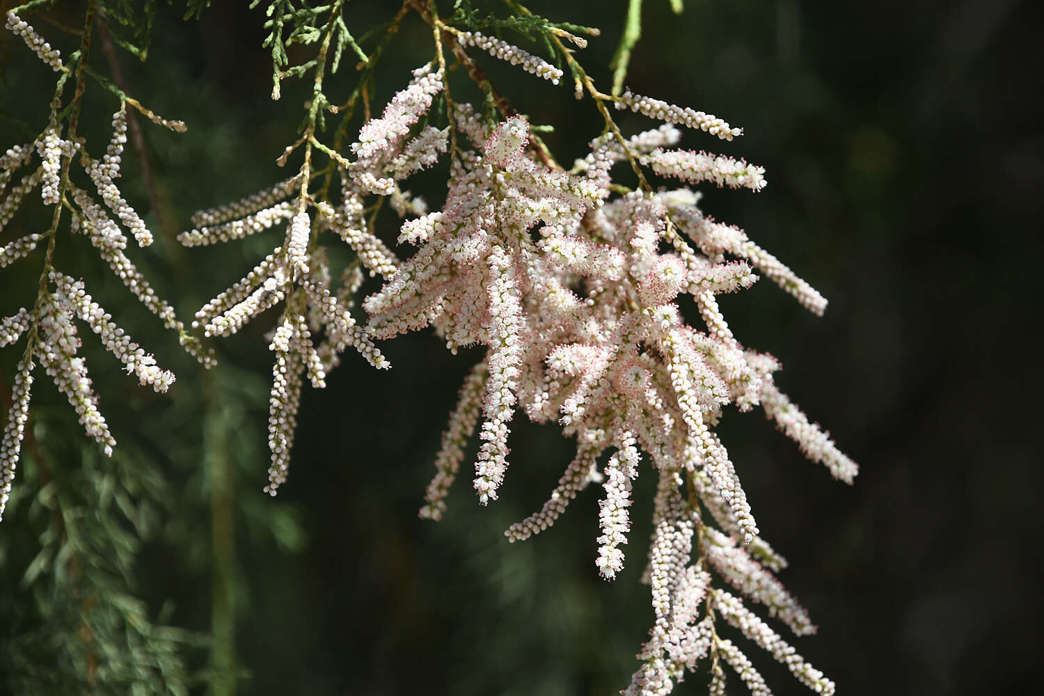 Image of Nile tamarisk