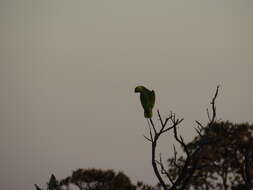 Image of Alipiopsitta Caparroz & Pacheco 2006