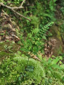 Image of Lindsaea bonii Christ