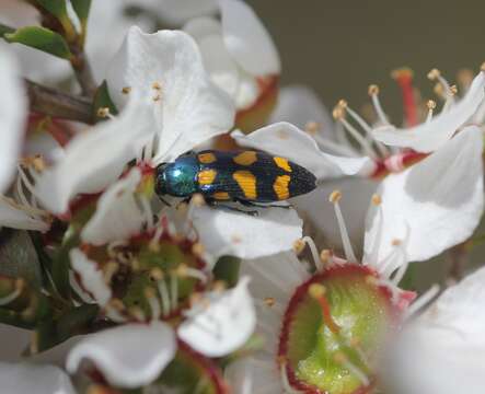 Image of Castiarina bicolor (Gory & Laporte 1838)