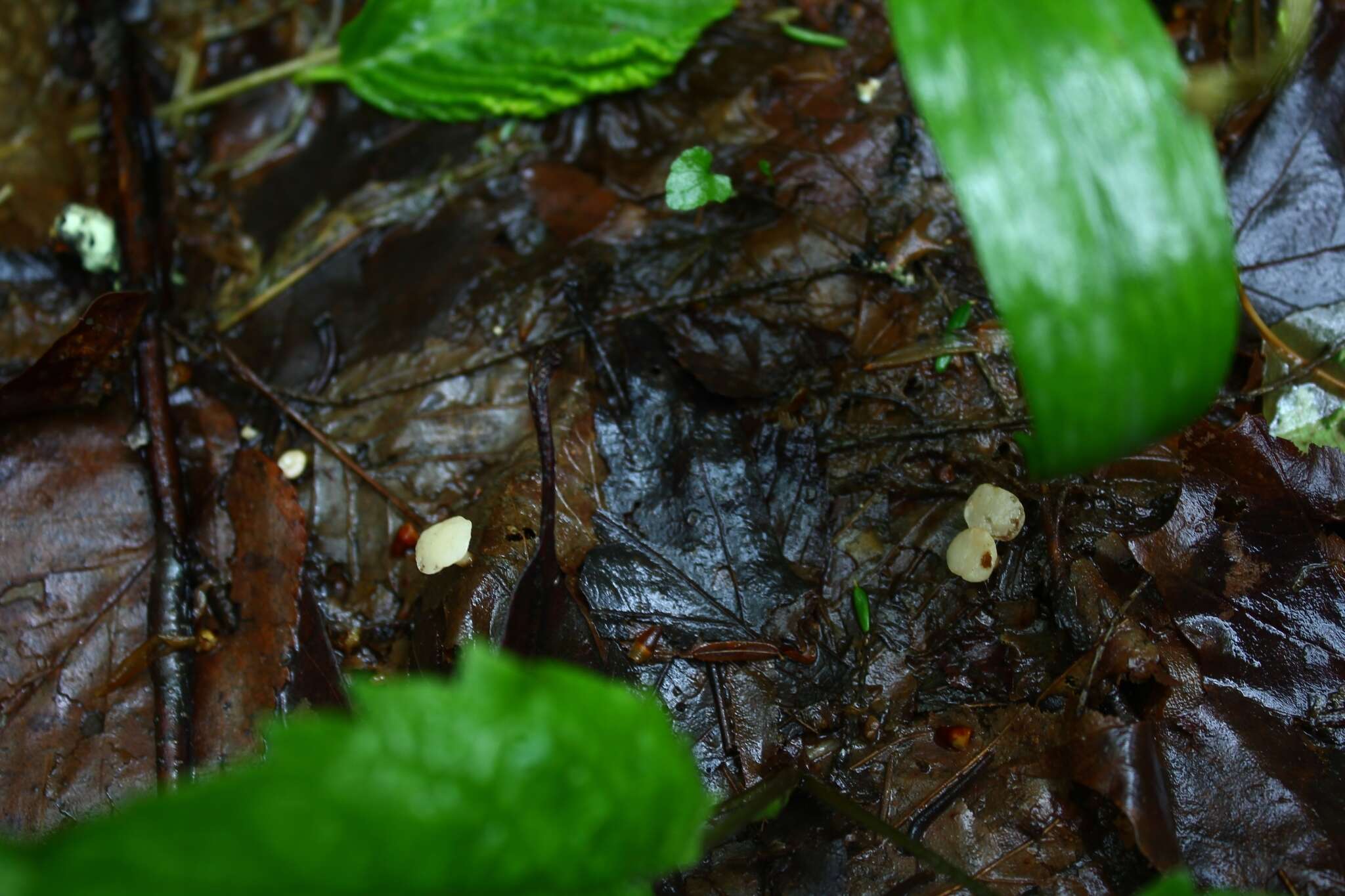 Image of Phaeohelotium epiphyllum (Pers.) Hengstm. 2009