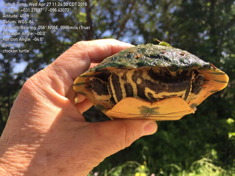 Imagem de Deirochelys reticularia miaria Schwartz 1956