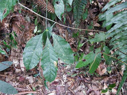 Image of Melicope pteleifolia (Champ. ex Benth.) T. G. Hartley