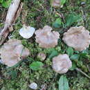 صورة Lactarius albocarneus Britzelm. 1895