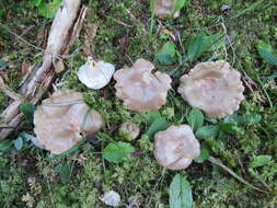 Imagem de Lactarius albocarneus Britzelm. 1895