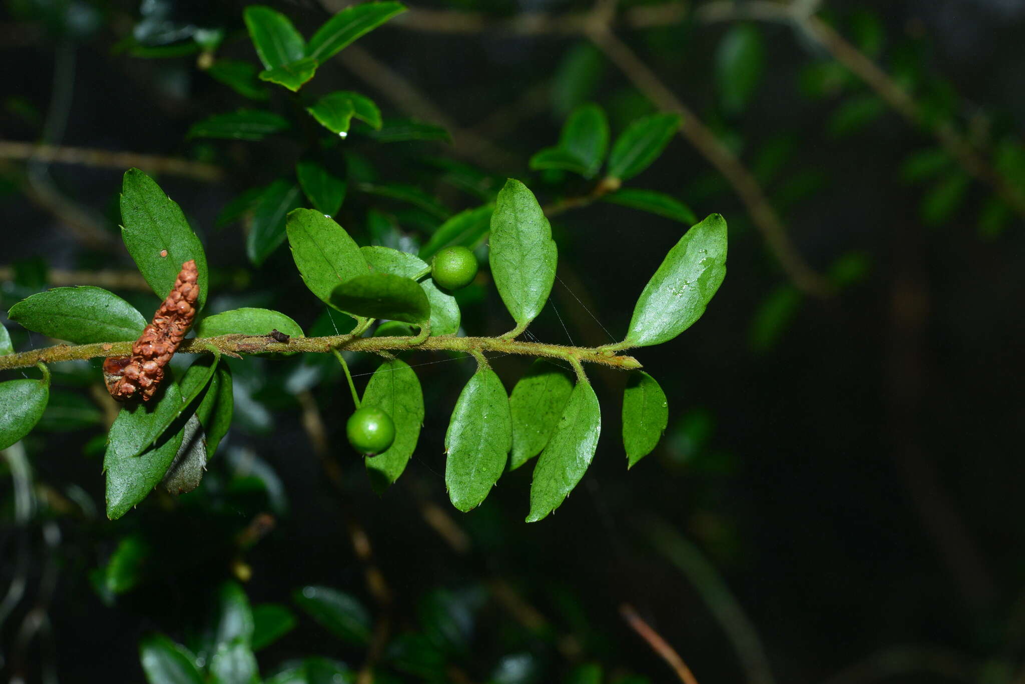 Imagem de Ilex yunnanensis var. parvifolia (Hayata) S. Y. Hu