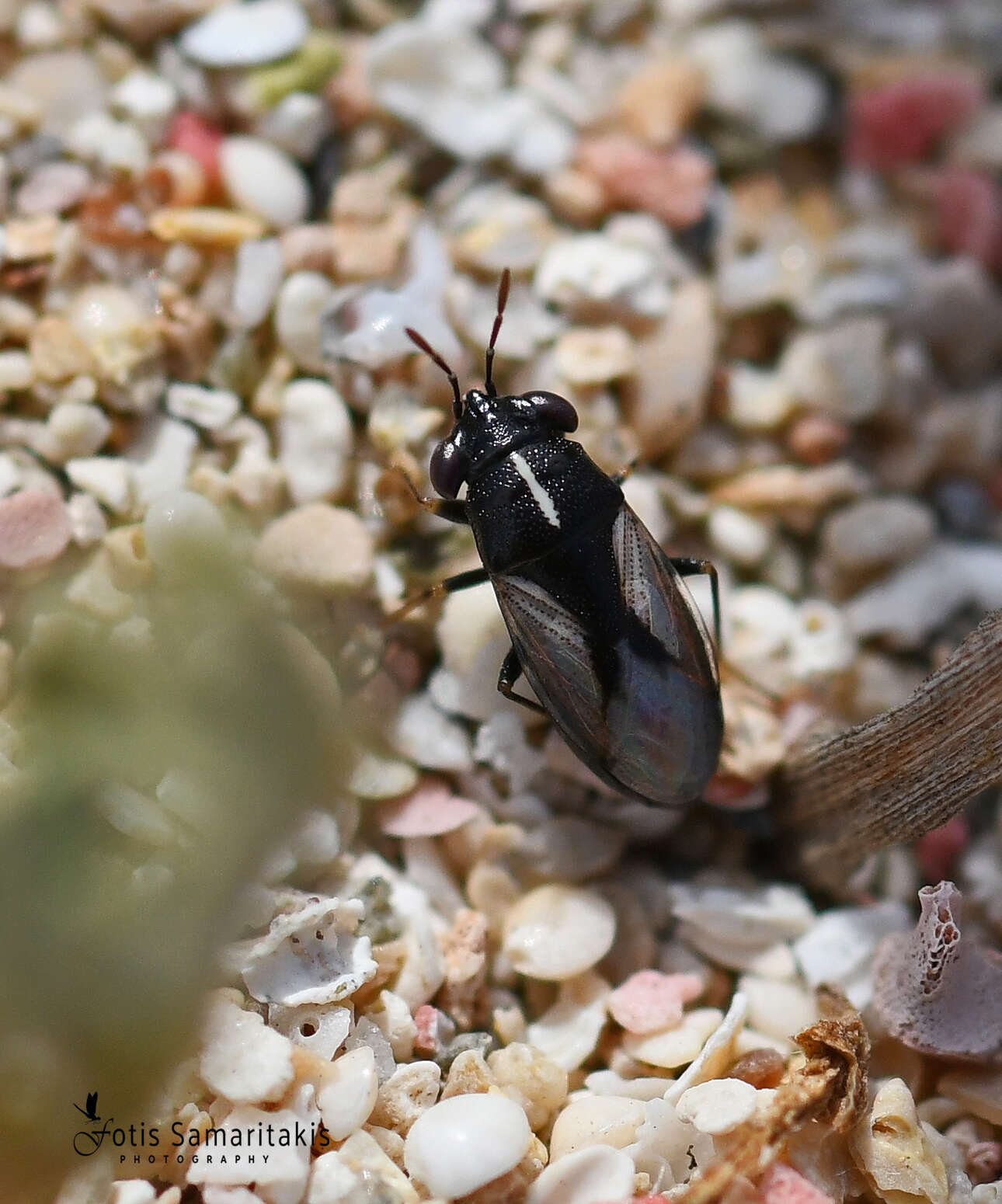 Image of Geocoris (Geocoris) lineolus (Rambur 1839)