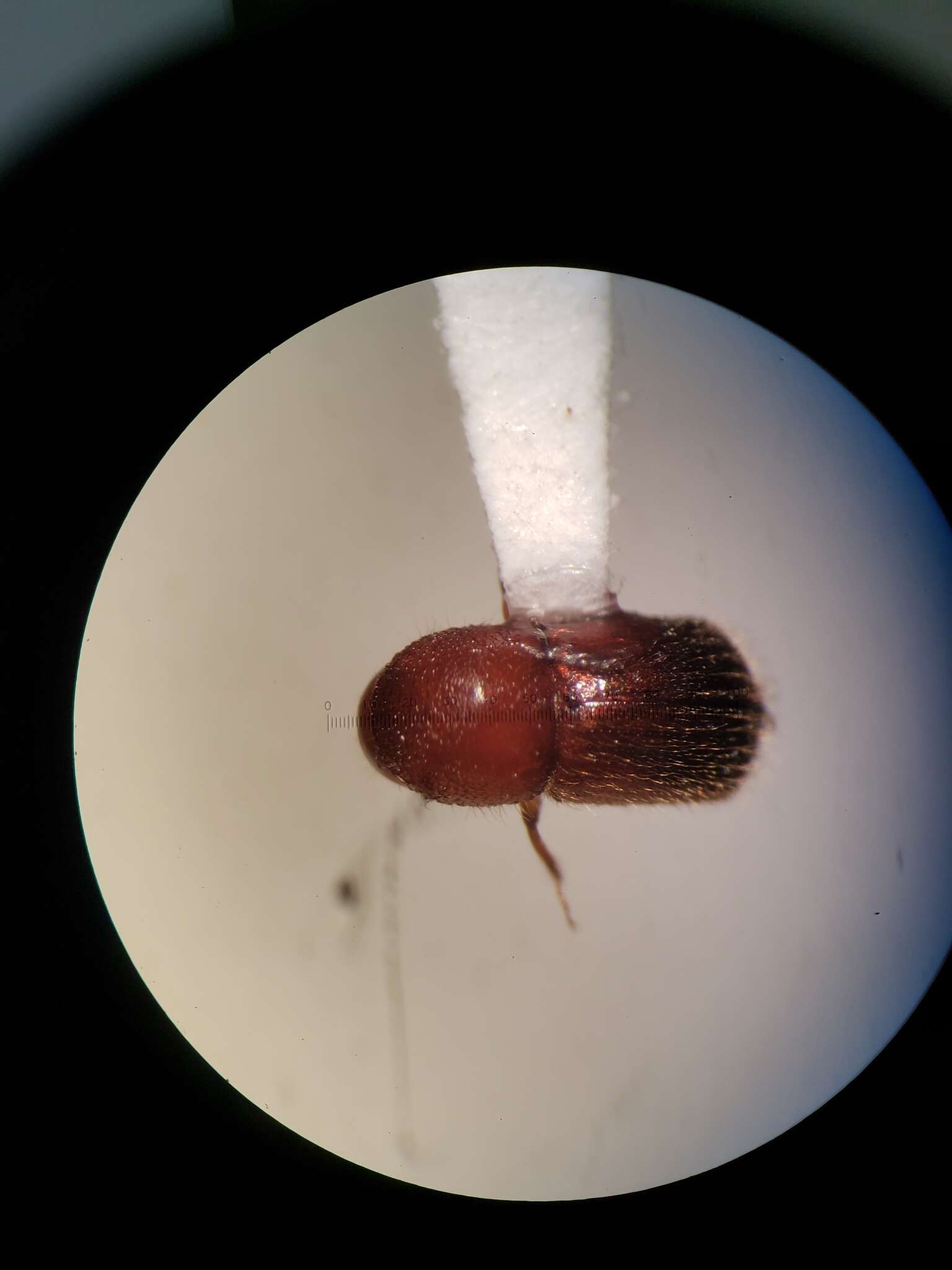 Image of granulated ambrosia beetle