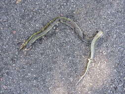 Image of Military ground snake