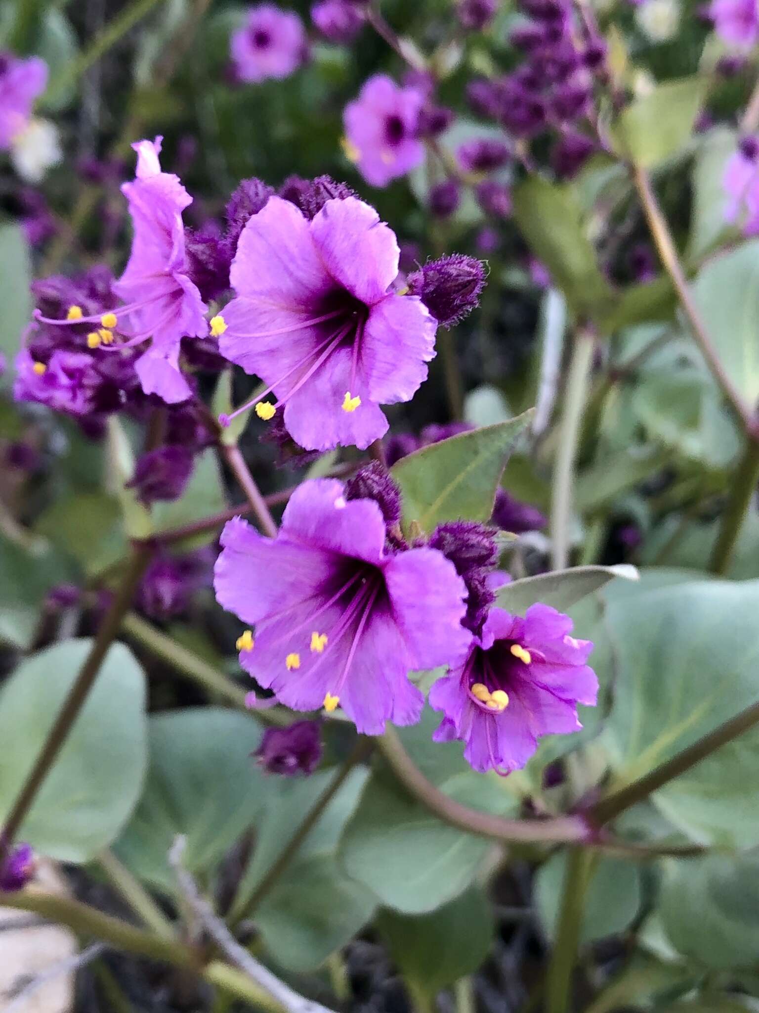 Mirabilis elegans (Choisy) Heimerl resmi