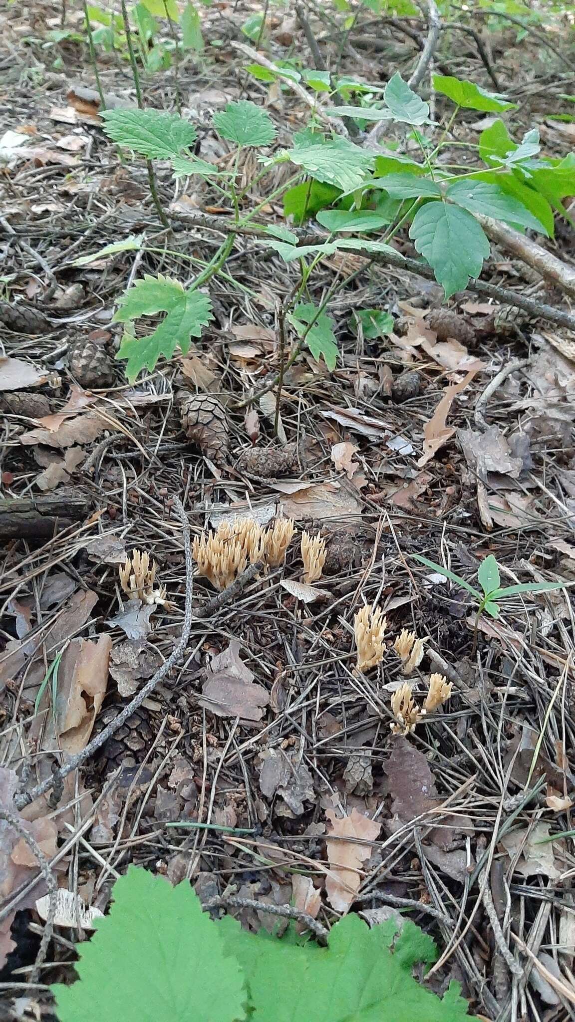 Image of Phaeoclavulina eumorpha (P. Karst.) Giachini 2011