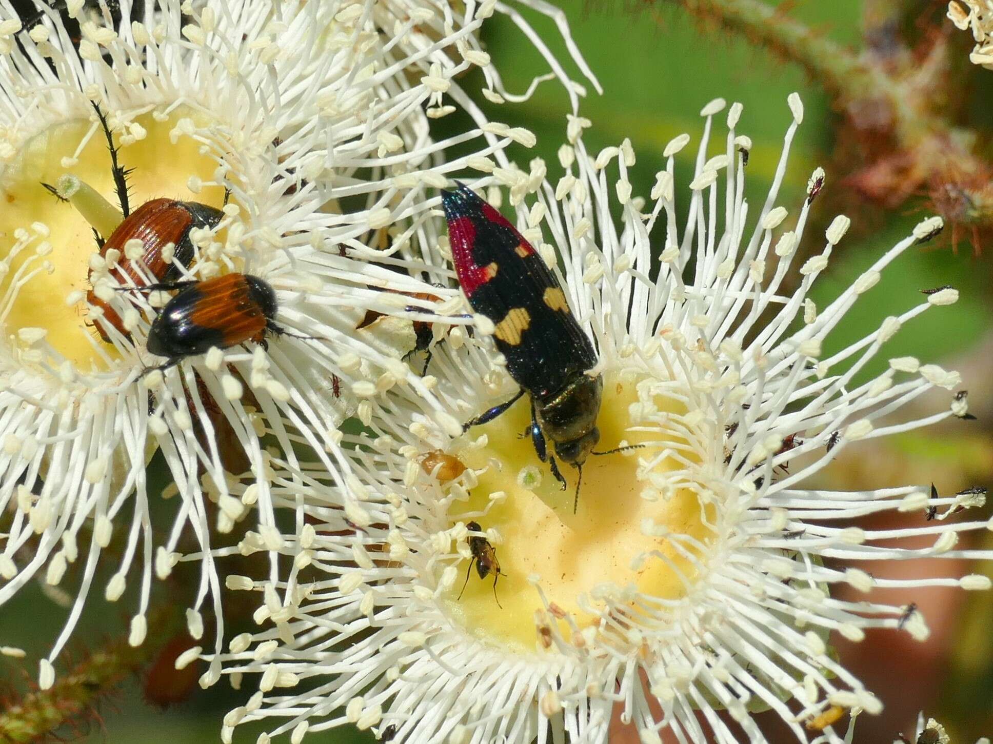 Sivun Castiarina insignis (Blackburn 1892) kuva