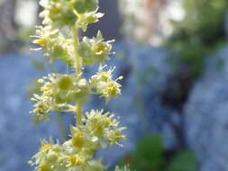 Image of strawberry saxifrage